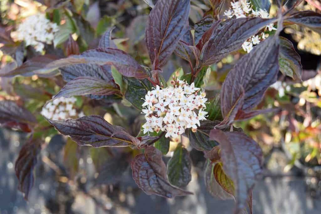 Cornus alba 'Kesselringii' 60-80 cm